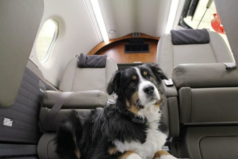 Flying With Pets | Private Jet Charter Hire | Charter Jet Airlines